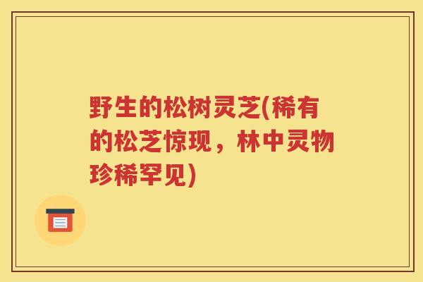 野生的松树灵芝(稀有的松芝惊现，林中灵物珍稀罕见)