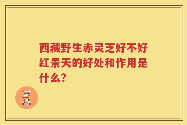 西藏野生赤灵芝好不好红景天的好处和作用是什么？