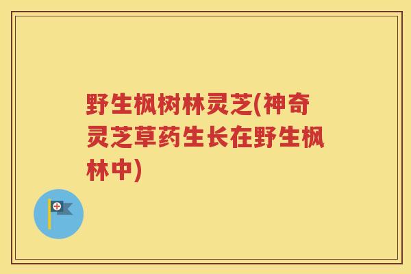 野生枫树林灵芝(神奇灵芝草药生长在野生枫林中)