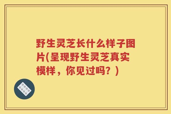 野生灵芝长什么样子图片(呈现野生灵芝真实模样，你见过吗？)