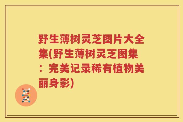 野生薄树灵芝图片大全集(野生薄树灵芝图集：完美记录稀有植物美丽身影)