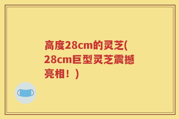 高度28cm的灵芝(28cm巨型灵芝震撼亮相！)
