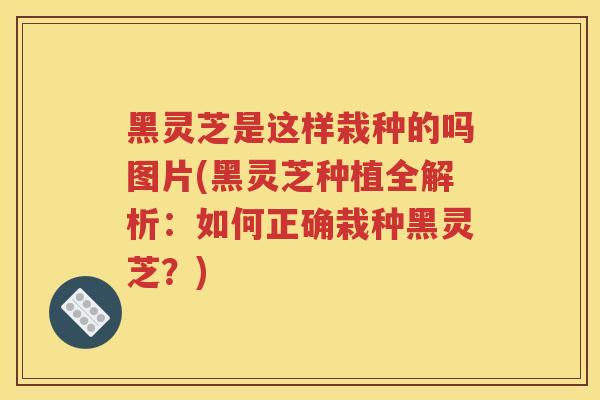 黑灵芝是这样栽种的吗图片(黑灵芝种植全解析：如何正确栽种黑灵芝？)