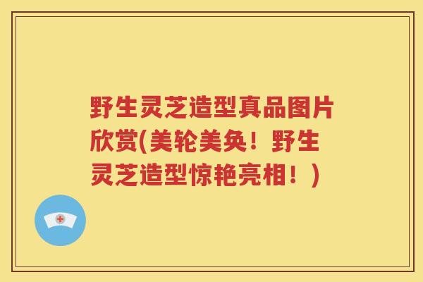 野生灵芝造型真品图片欣赏(美轮美奂！野生灵芝造型惊艳亮相！)