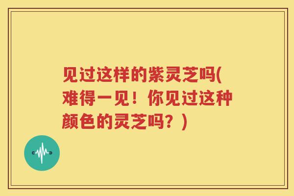 见过这样的紫灵芝吗(难得一见！你见过这种颜色的灵芝吗？)
