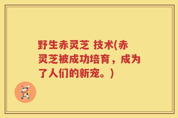 野生赤灵芝 技术(赤灵芝被成功培育，成为了人们的新宠。)