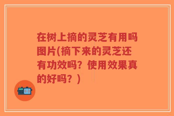 在树上摘的灵芝有用吗图片(摘下来的灵芝还有功效吗？使用效果真的好吗？)