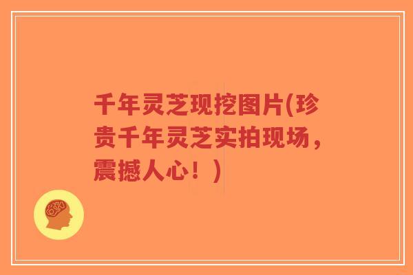千年灵芝现挖图片(珍贵千年灵芝实拍现场，震撼人心！)