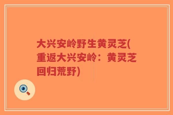大兴安岭野生黄灵芝(重返大兴安岭：黄灵芝回归荒野)