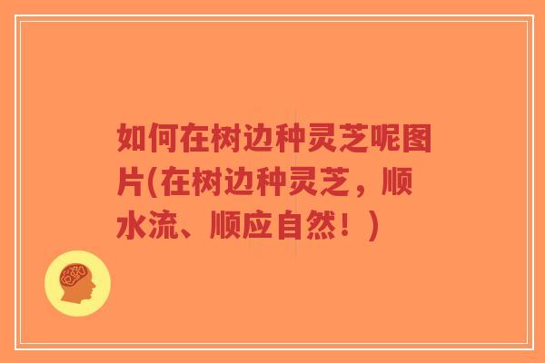 如何在树边种灵芝呢图片(在树边种灵芝，顺水流、顺应自然！)