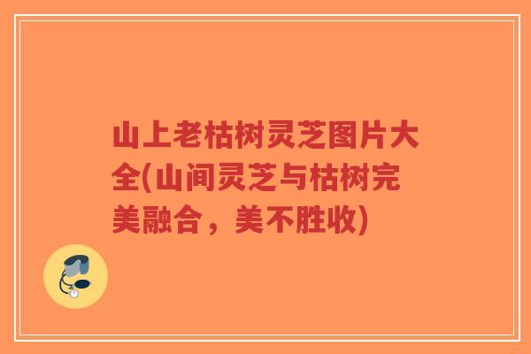 山上老枯树灵芝图片大全(山间灵芝与枯树完美融合，美不胜收)