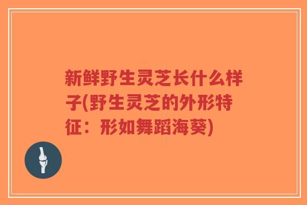 新鲜野生灵芝长什么样子(野生灵芝的外形特征：形如舞蹈海葵)