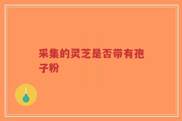 采集的灵芝是否带有孢子粉